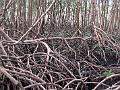 25 - Mangrove 075